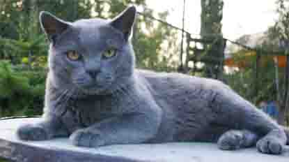 chartreux