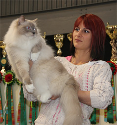 155troyesragdoll2